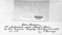 Melampsora epitea image